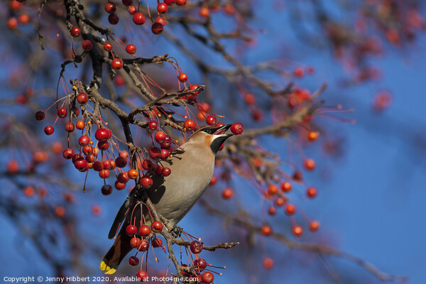 Waxwing taking a berry from tree in Cardiff. Picture Board by Jenny Hibbert