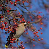 Buy canvas prints of Waxwing taking a berry from tree in Cardiff. by Jenny Hibbert