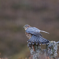 Buy canvas prints of Merlin stretching in the rain by Jenny Hibbert