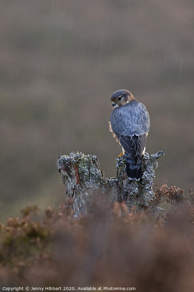 Portrait of Merlin alert in the rain, in highlands of Scotland Picture Board by Jenny Hibbert