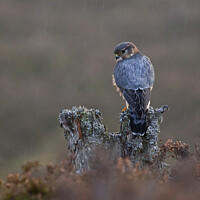 Buy canvas prints of Portrait of Merlin alert in the rain, in highlands of Scotland by Jenny Hibbert