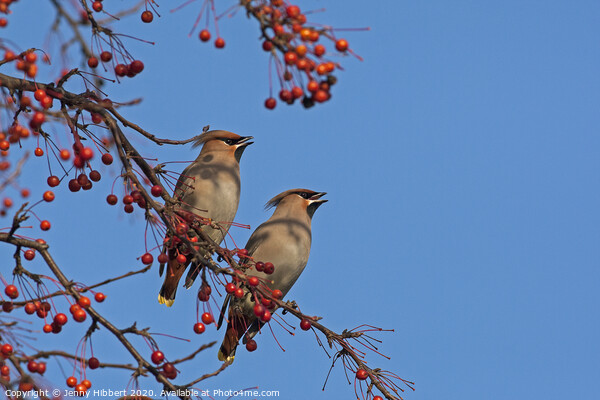 Pair of Waxwings sitting together in Cardiff Picture Board by Jenny Hibbert