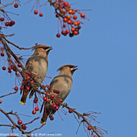 Buy canvas prints of Pair of Waxwings sitting together in Cardiff by Jenny Hibbert