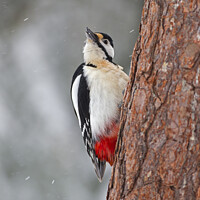 Buy canvas prints of Great Spotted Woodpecker in falling snow by Jenny Hibbert