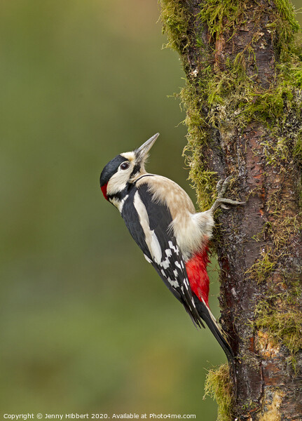 Great Spotted Woodpecker clinging to tree Picture Board by Jenny Hibbert