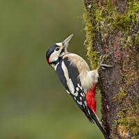Buy canvas prints of Great Spotted Woodpecker clinging to tree by Jenny Hibbert