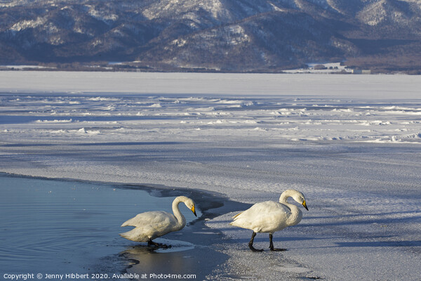 Whooper Swans on frozen lake Picture Board by Jenny Hibbert
