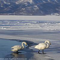 Buy canvas prints of Whooper Swans on frozen lake by Jenny Hibbert