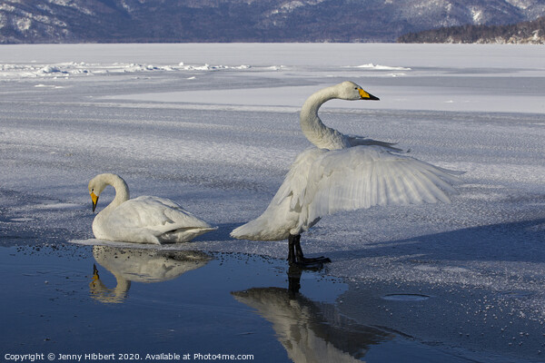 Whooper Swans on frozen lake in Sunayu Picture Board by Jenny Hibbert
