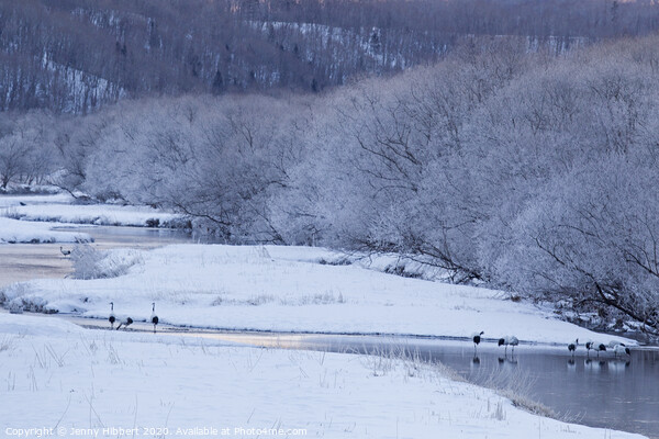 Red Crowned Cranes at dawn near Ottowa bridge Hokkaido Picture Board by Jenny Hibbert