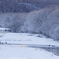 Buy canvas prints of Red Crowned Cranes at dawn near Ottowa bridge Hokkaido by Jenny Hibbert