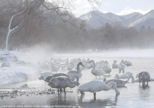 Whooper Swans gathered on lake Kussharo in snow storm Picture Board by Jenny Hibbert