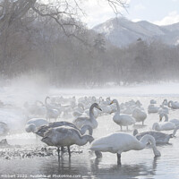 Buy canvas prints of Whooper Swans gathered on lake Kussharo in snow storm by Jenny Hibbert