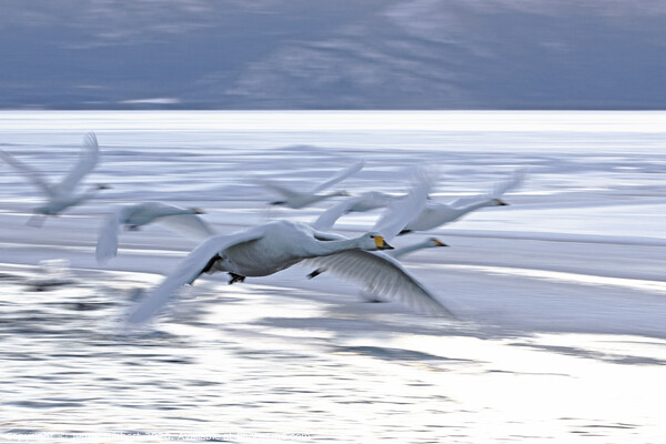 Whooper Swans flying off to roost  Picture Board by Jenny Hibbert