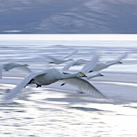Buy canvas prints of Whooper Swans flying off to roost  by Jenny Hibbert