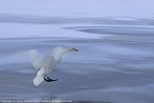 Whooper Swan coming into land on frozen lake Picture Board by Jenny Hibbert