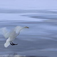 Buy canvas prints of Whooper Swan coming into land on frozen lake by Jenny Hibbert