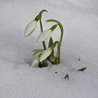 Buy canvas prints of Snowdrops appearing out of snow by Jenny Hibbert