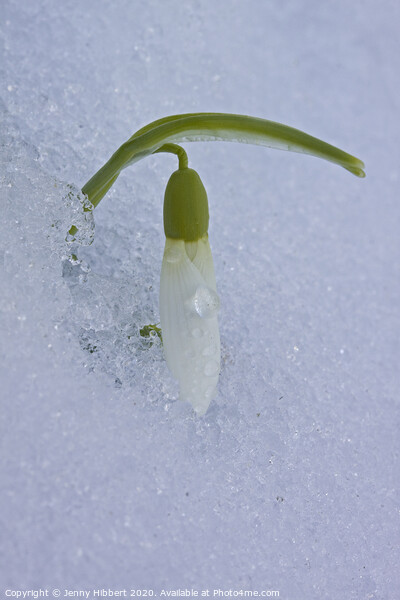 One single Snowdrop appearing out of snow Picture Board by Jenny Hibbert