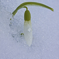 Buy canvas prints of One single Snowdrop appearing out of snow by Jenny Hibbert