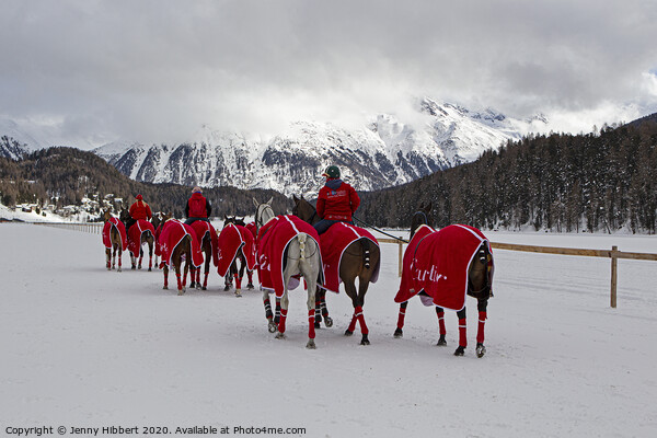 Snow polo team of horses in St Moritz Picture Board by Jenny Hibbert