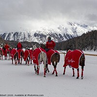 Buy canvas prints of Snow polo team of horses in St Moritz by Jenny Hibbert