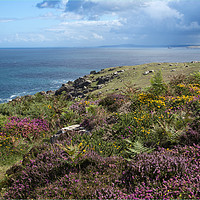 Buy canvas prints of Heather on Cornish Coast by Brigitte Whiteing