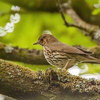 Buy canvas prints of Song Thrush by Owen Seymour