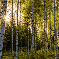 Buy canvas prints of Birches by DiFigiano Photography
