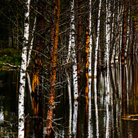 Buy canvas prints of Birches and Bog by DiFigiano Photography