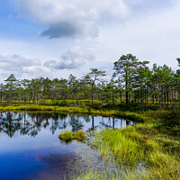 Buy canvas prints of Viru Bog by DiFigiano Photography