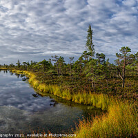 Buy canvas prints of Kemeri Bog by DiFigiano Photography