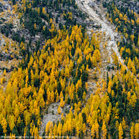 Buy canvas prints of Engadine Larch by DiFigiano Photography
