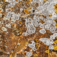 Buy canvas prints of Lichen Abstract by DiFigiano Photography