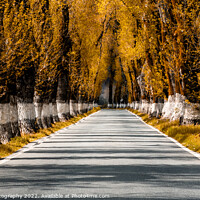 Buy canvas prints of Alentejo Autumn Country Road by DiFigiano Photography