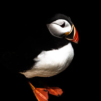 Buy canvas prints of The Puffin by DiFigiano Photography