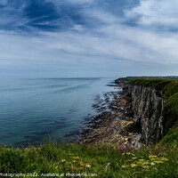 Buy canvas prints of Bempton Cliffs by DiFigiano Photography