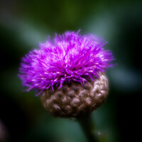 Buy canvas prints of Flower of Scotland by DiFigiano Photography