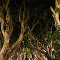 Buy canvas prints of The Dark Hedges by DiFigiano Photography