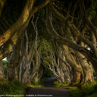 Buy canvas prints of The Dark Hedges 2 by DiFigiano Photography
