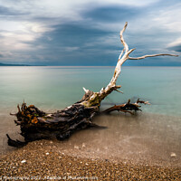 Buy canvas prints of Sarande Driftwood by DiFigiano Photography