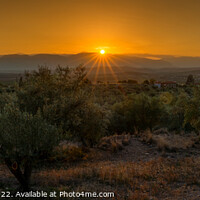 Buy canvas prints of Mykines Olive Grove Sunset by DiFigiano Photography