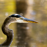 Buy canvas prints of Great Heron by DiFigiano Photography