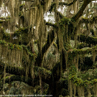 Buy canvas prints of Live Oak and Spanish Moss by DiFigiano Photography