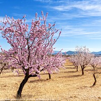 Buy canvas prints of Pinoso Almond Blossoms by DiFigiano Photography