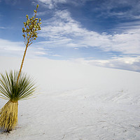 Buy canvas prints of Yucca by DiFigiano Photography