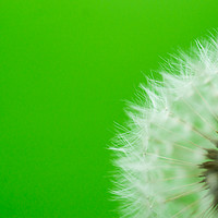 Buy canvas prints of Dandelion Green by DiFigiano Photography