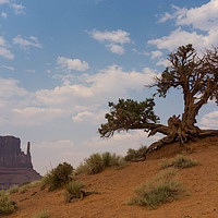 Buy canvas prints of Monument Tree by DiFigiano Photography