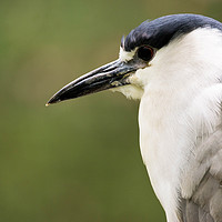 Buy canvas prints of Black-Crowned Night Heron by DiFigiano Photography