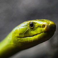 Buy canvas prints of Green Mamba by DiFigiano Photography